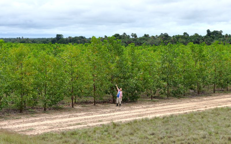 acacia_of_2009_in_june_2011_003.jpg